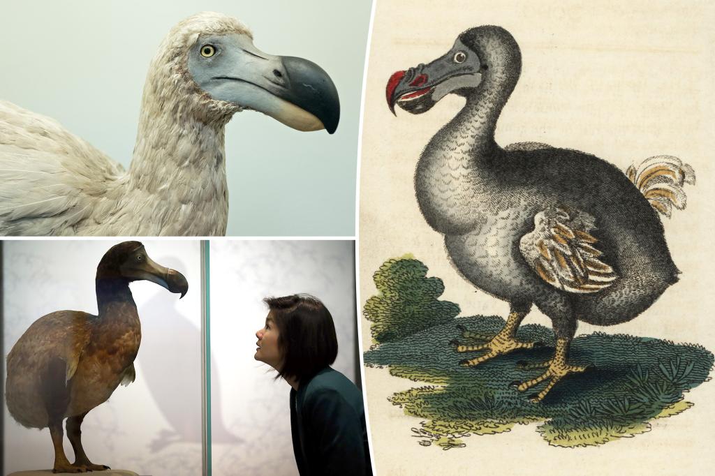 Dodo bird's false reputation is being rewritten by evolutionary scientists: Extremely powerful