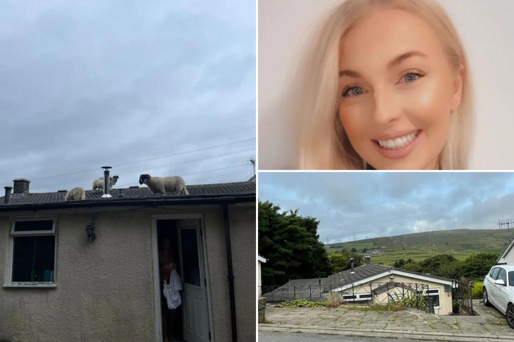 Horrified homeowner finds flock of sheep on her roof: 'Surely it can't be a bird'